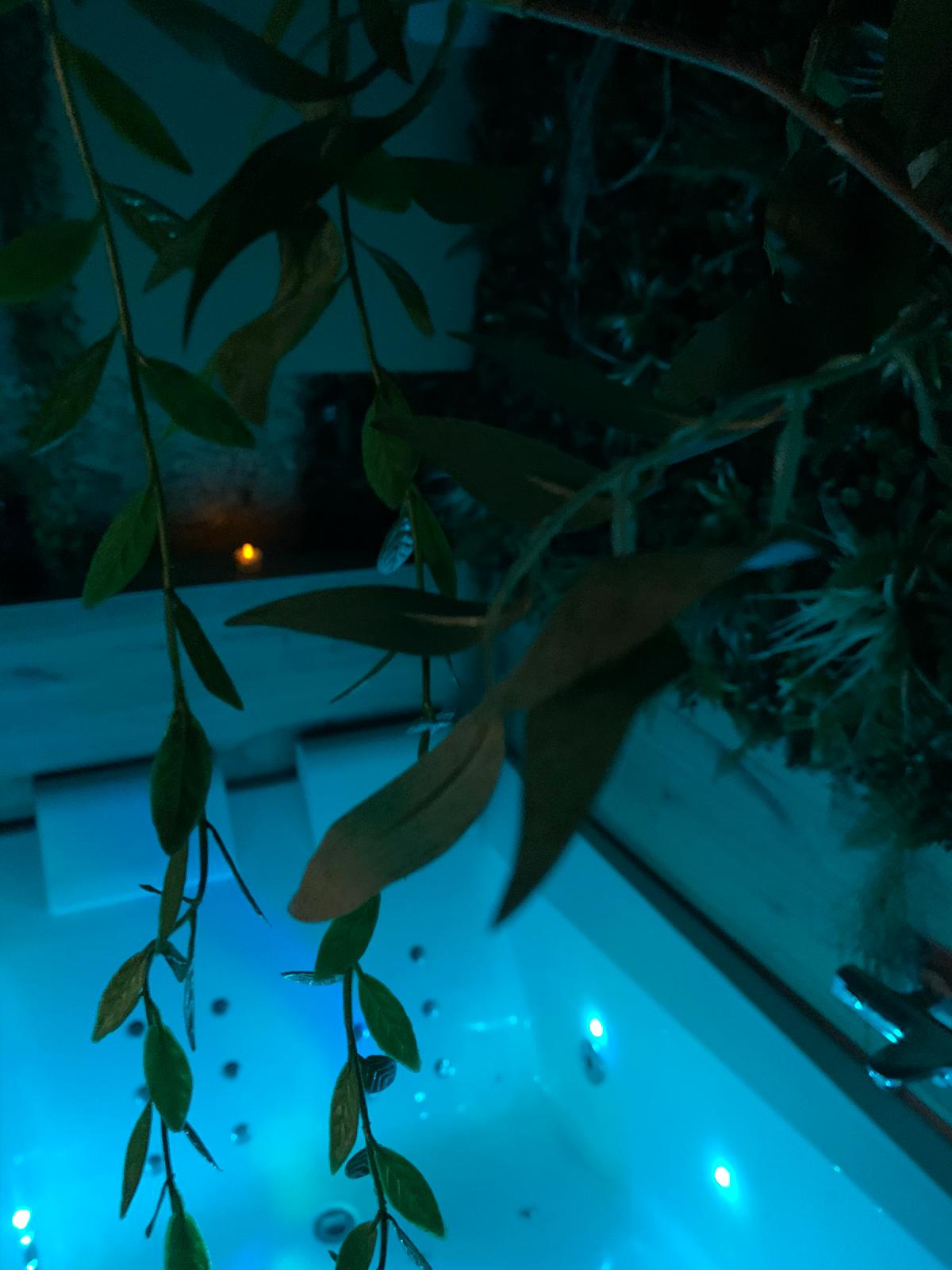 The Secret Jungle, aperçu de la suite 4